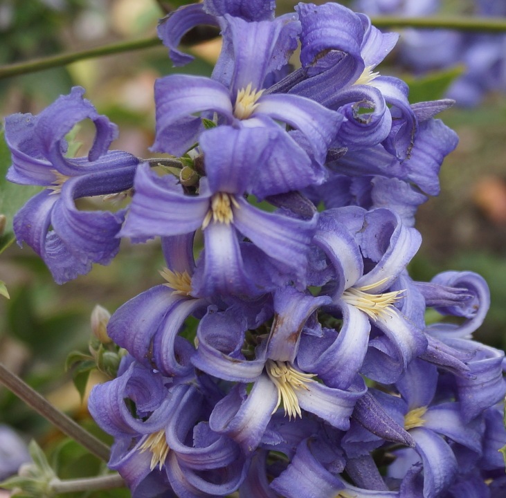 Clematis Heracleifolia - тревист клематис (1580)
